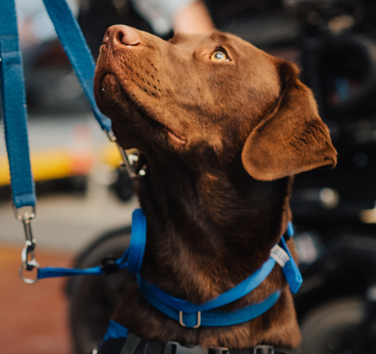 FAQs - Assistance Dogs Australia