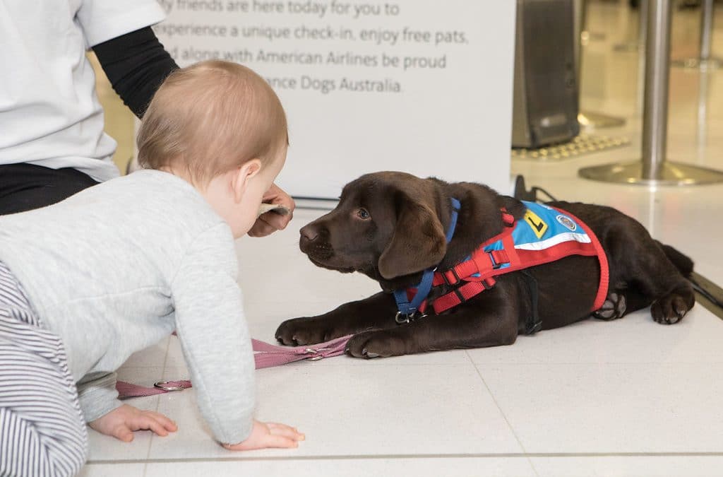 American Airlines loves our high-flying pups