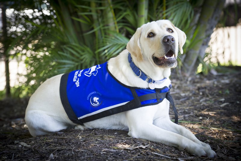 Training Vest Dogs Training, Dog Training Vests Handlers