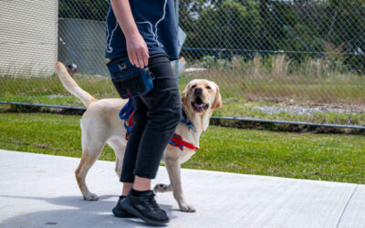 Introducing the New Certificate in Assistance Dog Training