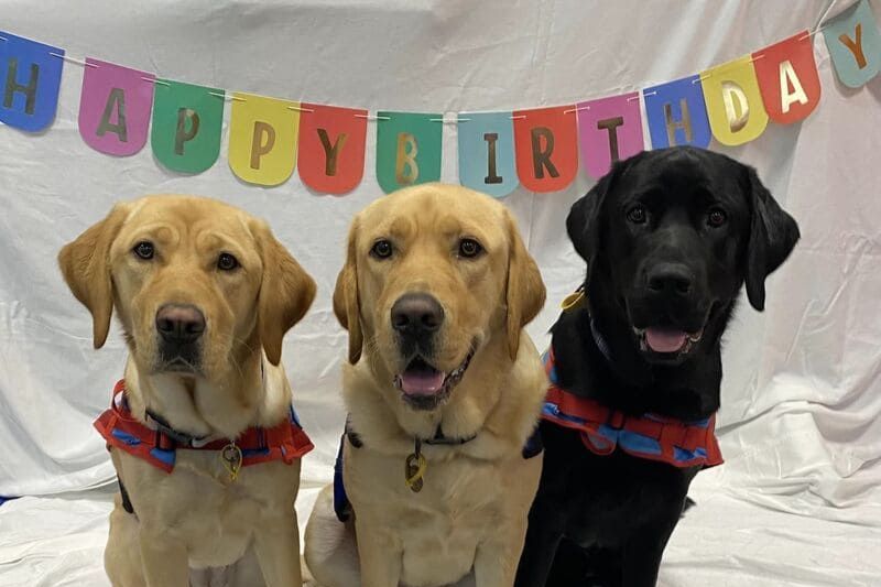 dog-group-birthday