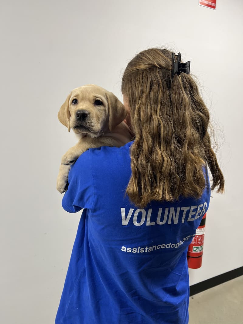 Volunteer_assistance_dog