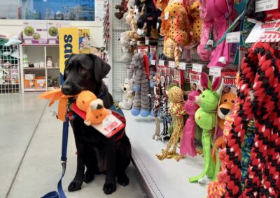 Black labrador holding orange toy inside Petstock's store