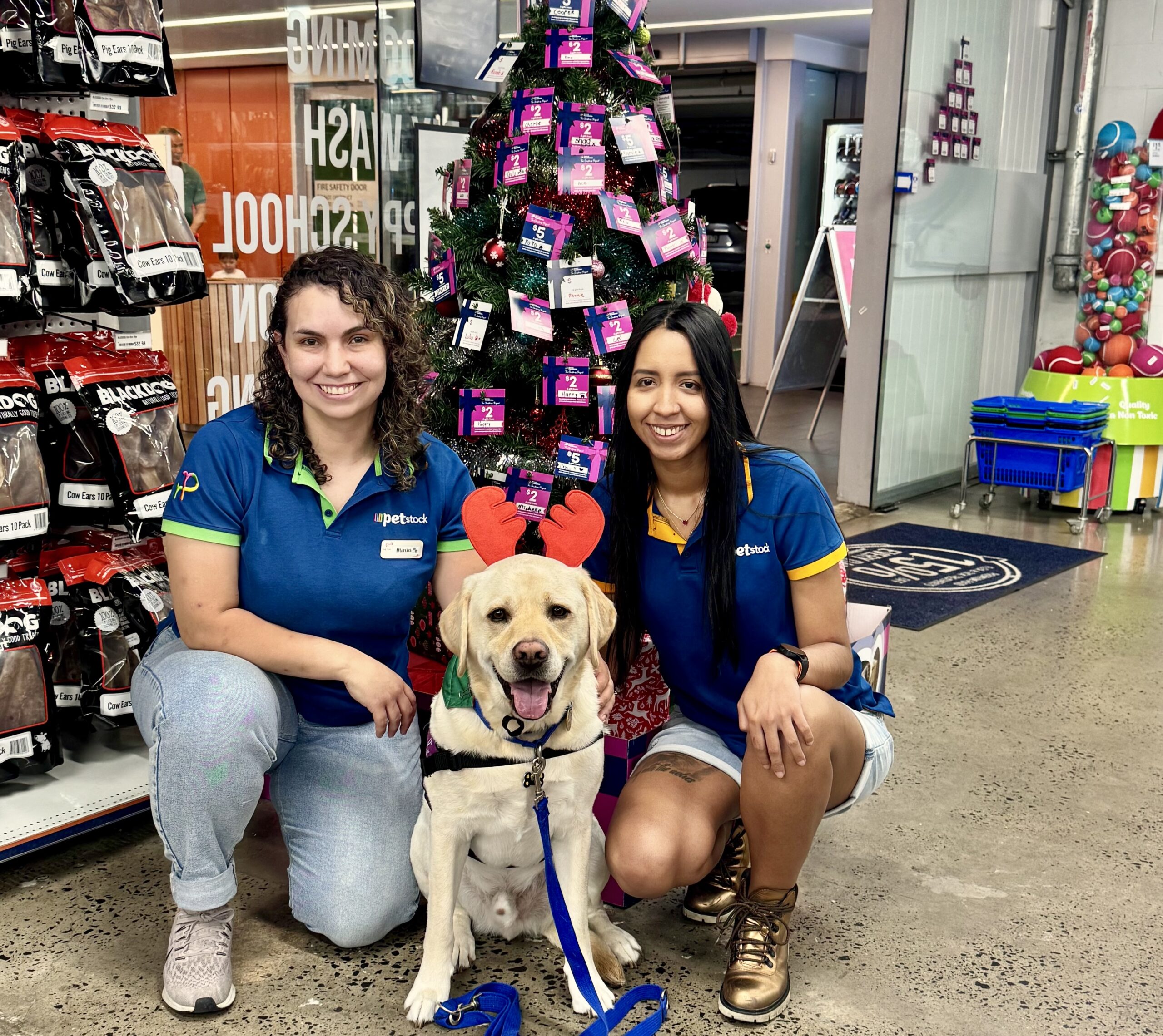 Two female Petstock employees kneel next to a labrador assistance dog in front of a Christmas tree in one of their stores