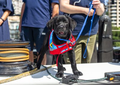 Black labrador puppy Australia learner jacket looking directly at camera while wearing Assistance Dogs