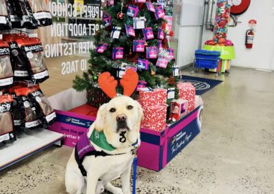 Labrador wearing reindeer antlers in front of Christmas tree in Petstock store