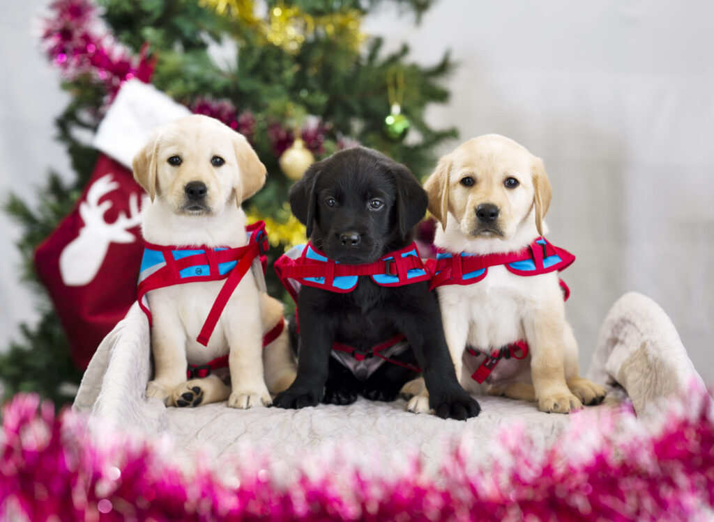 Two white and one black labrador puppies wearing Assistance Dogs learner vests sitting in front of a Christmas tree with tinsel in front of them.